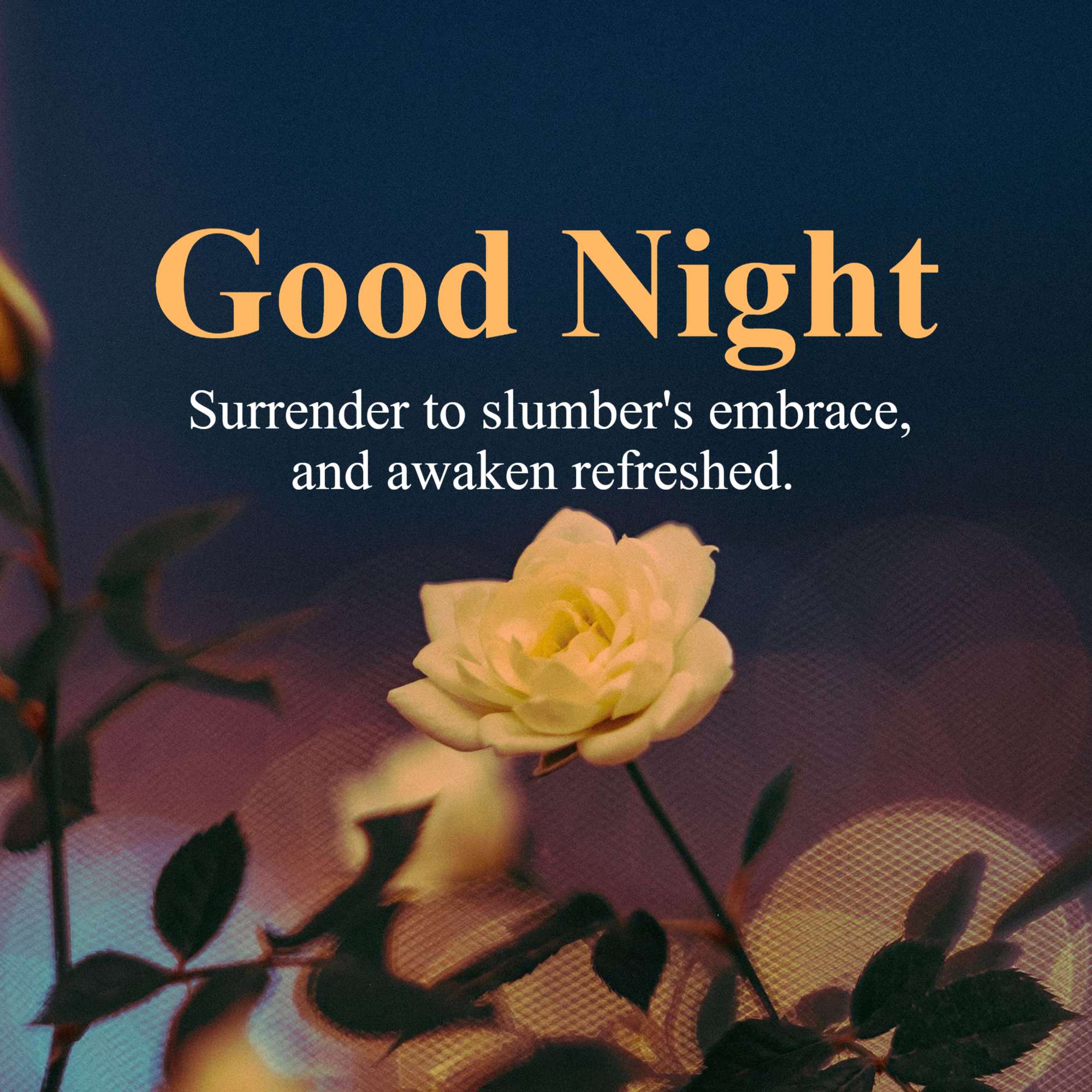 Good Night