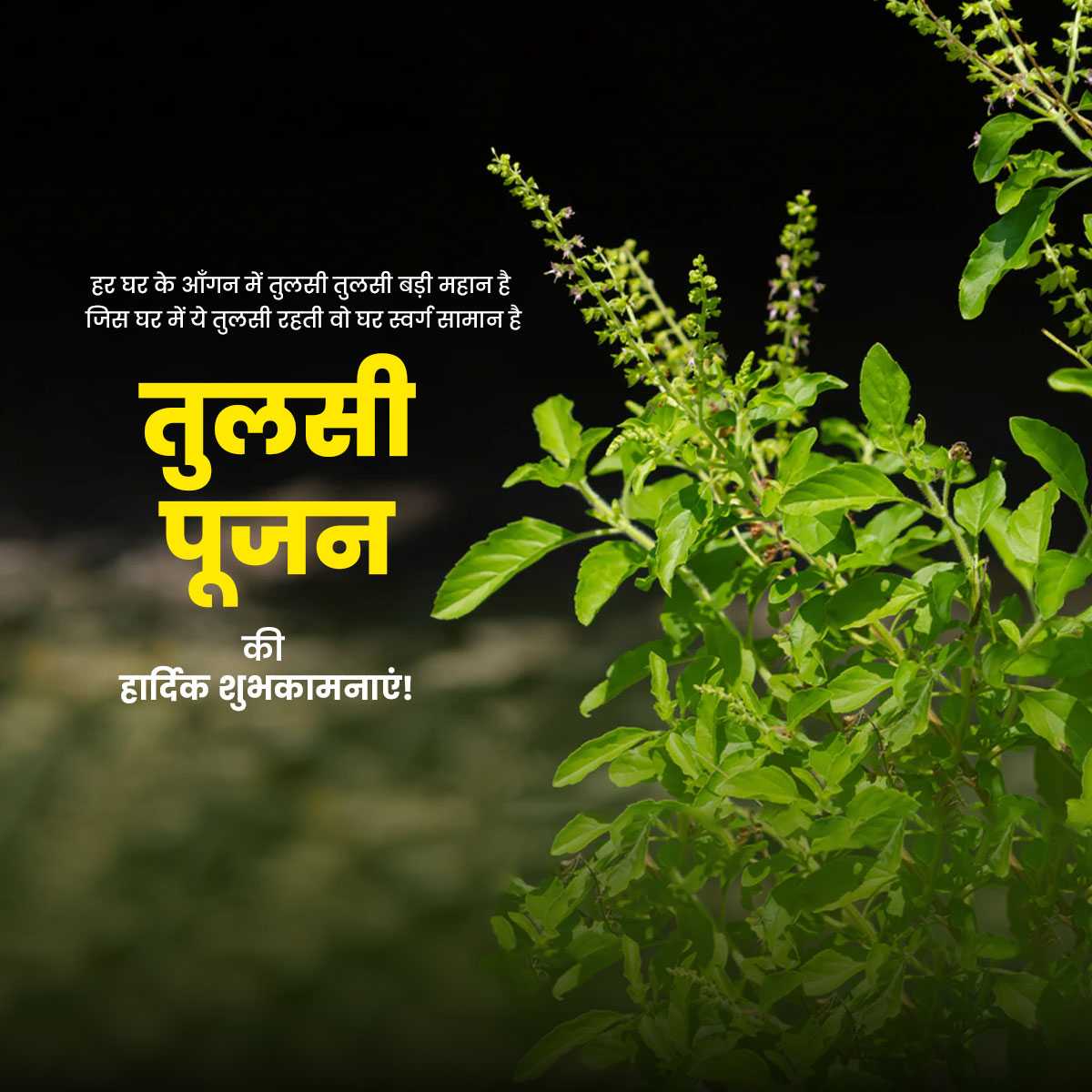 tulsi_pujan