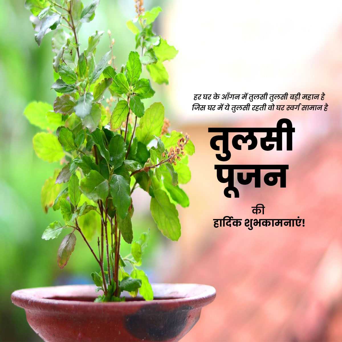 tulsi_pujan