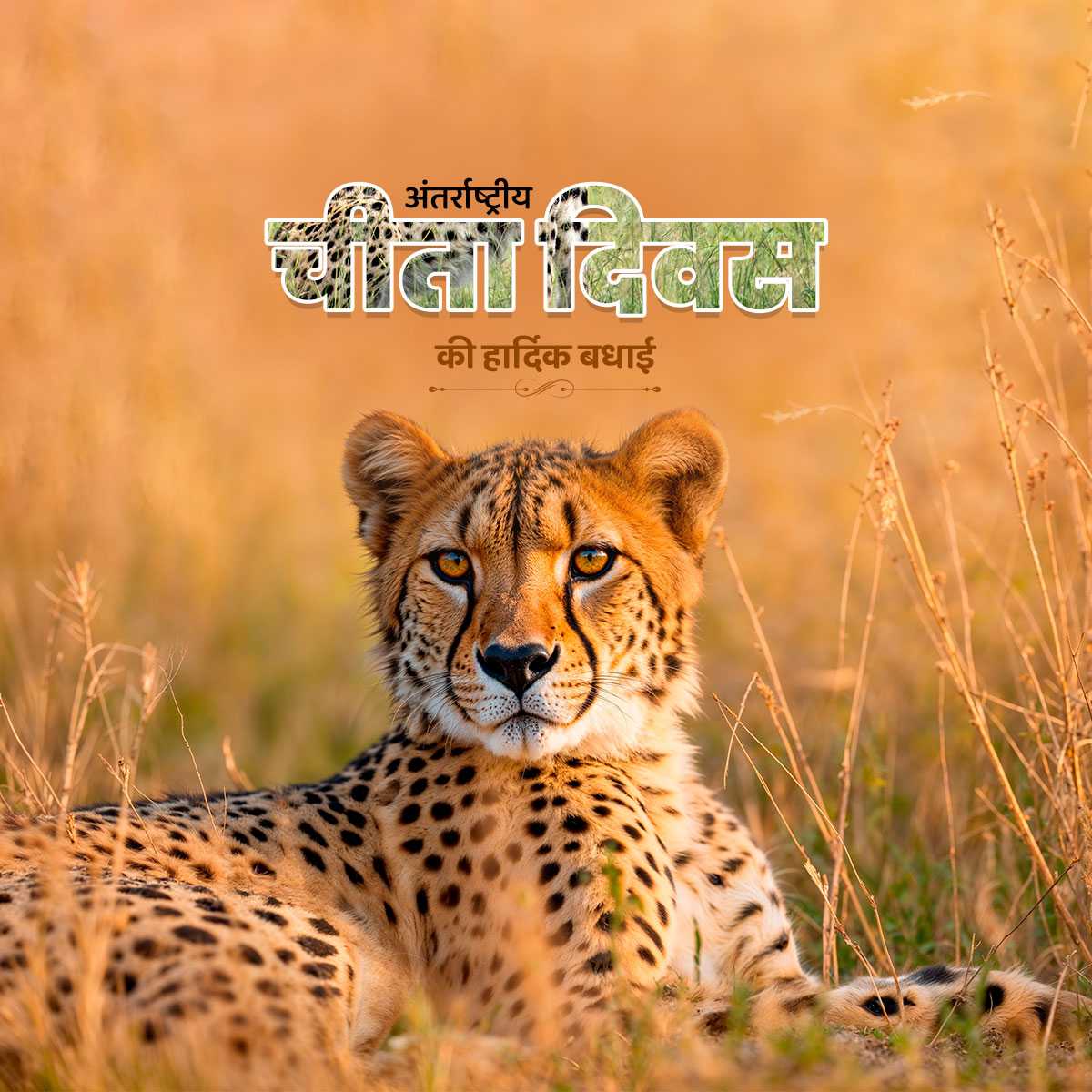 international_cheetah_day