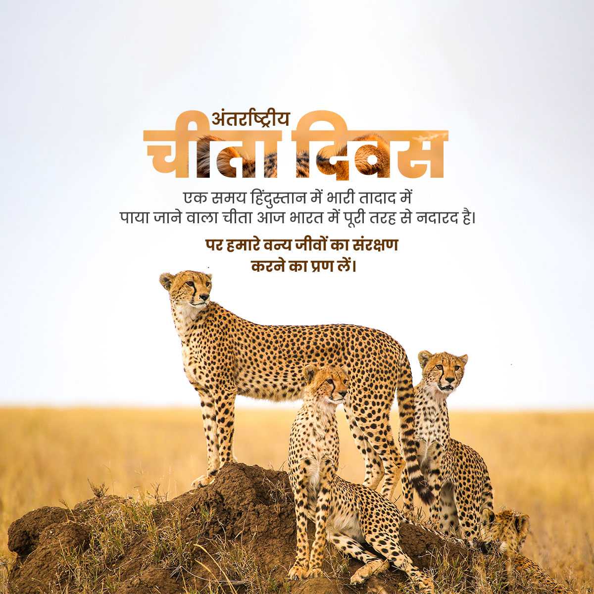 international_cheetah_day
