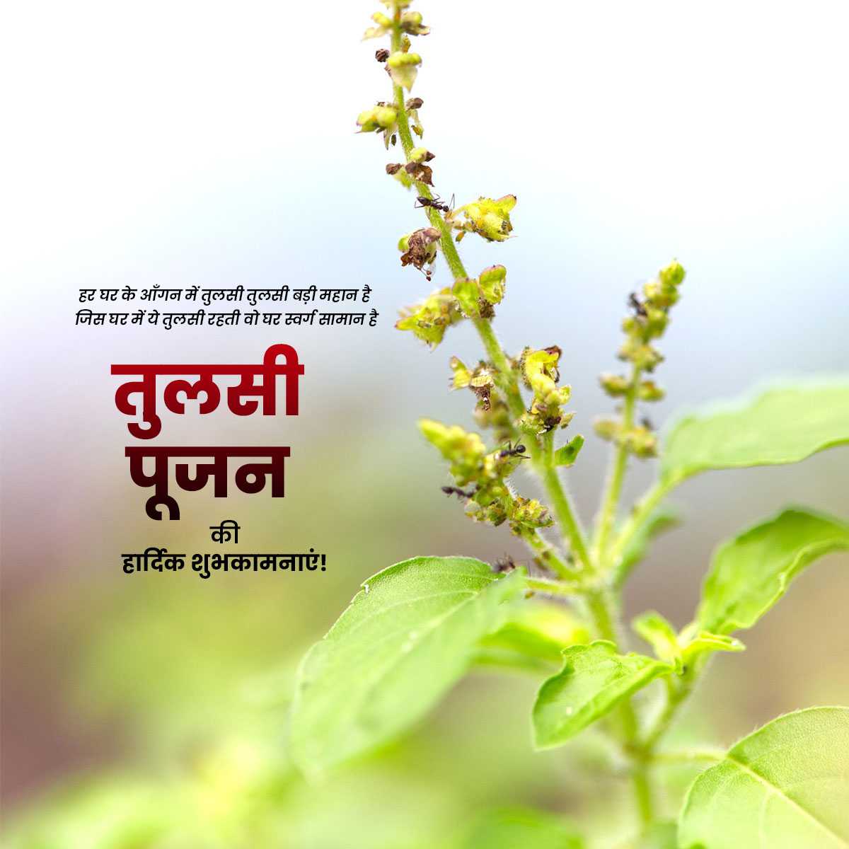tulsi_pujan