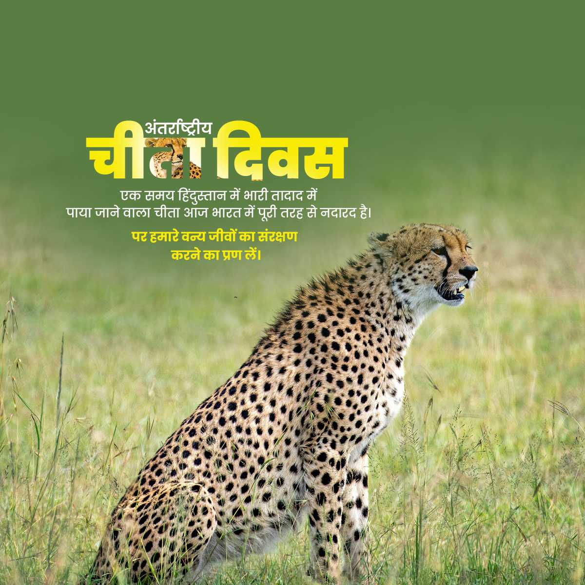 international_cheetah_day