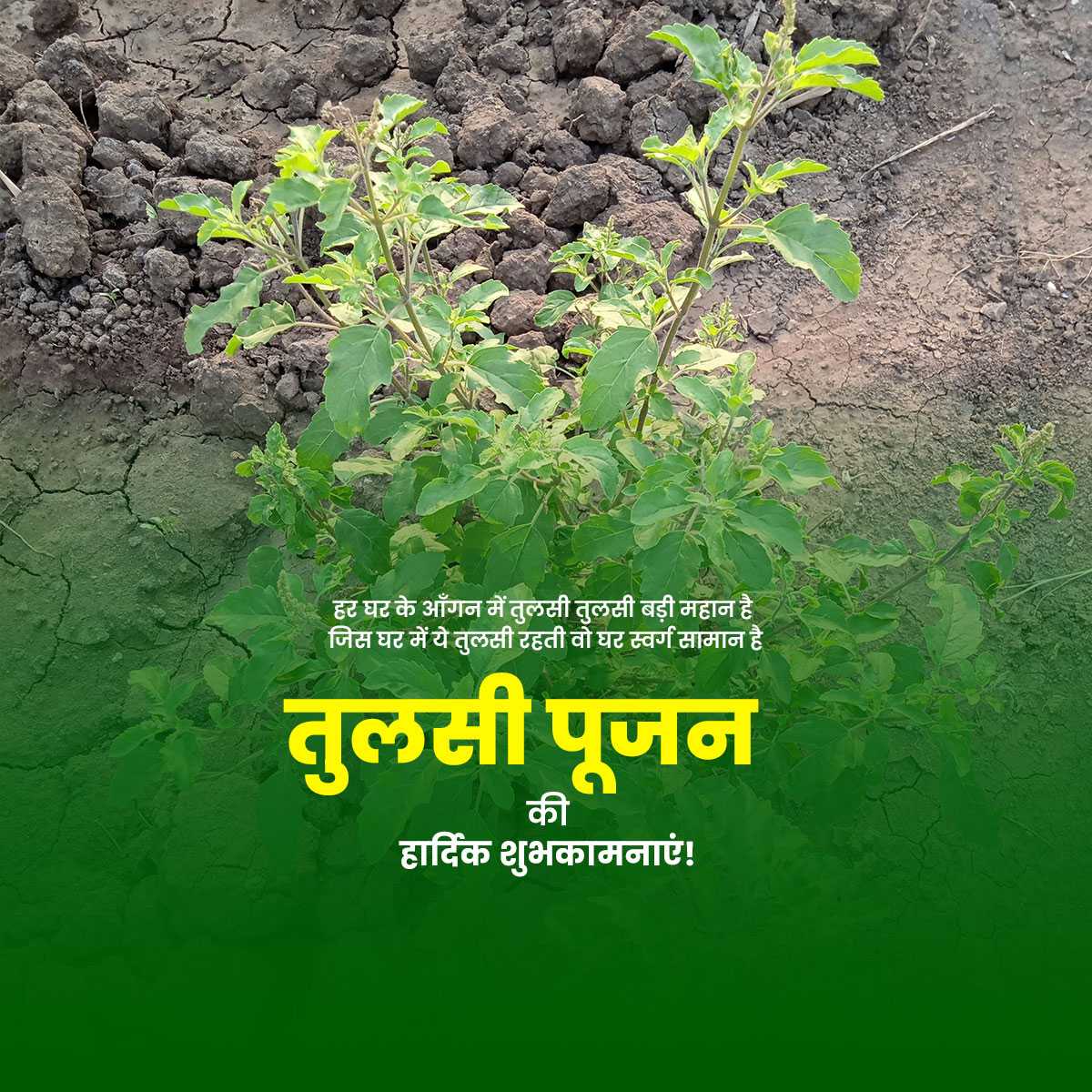 tulsi_pujan