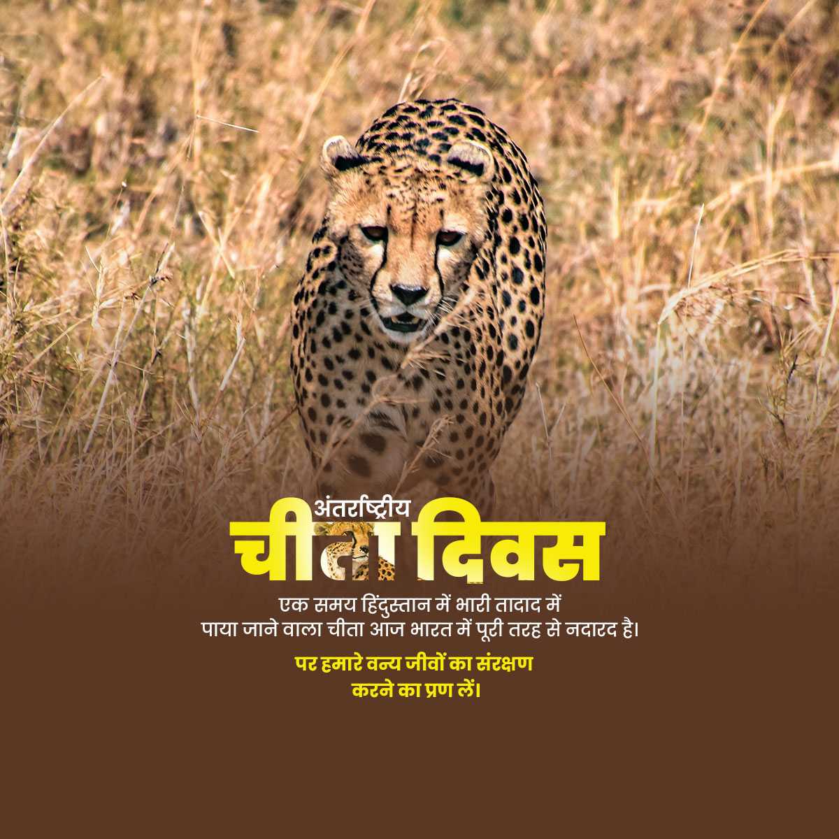 international_cheetah_day