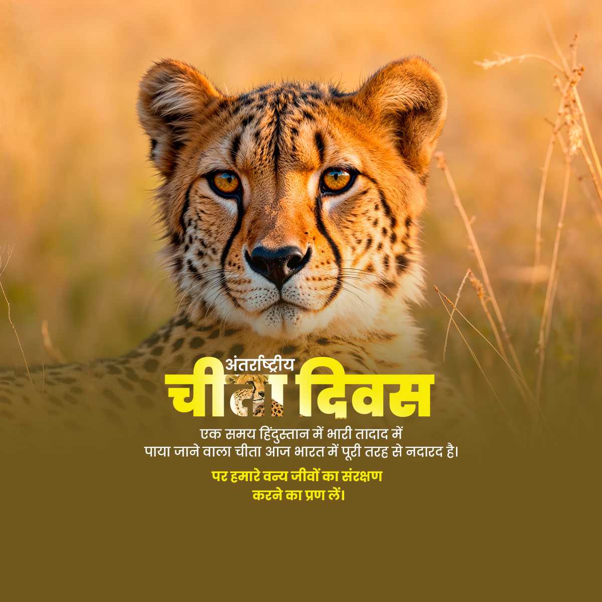 international_cheetah_day