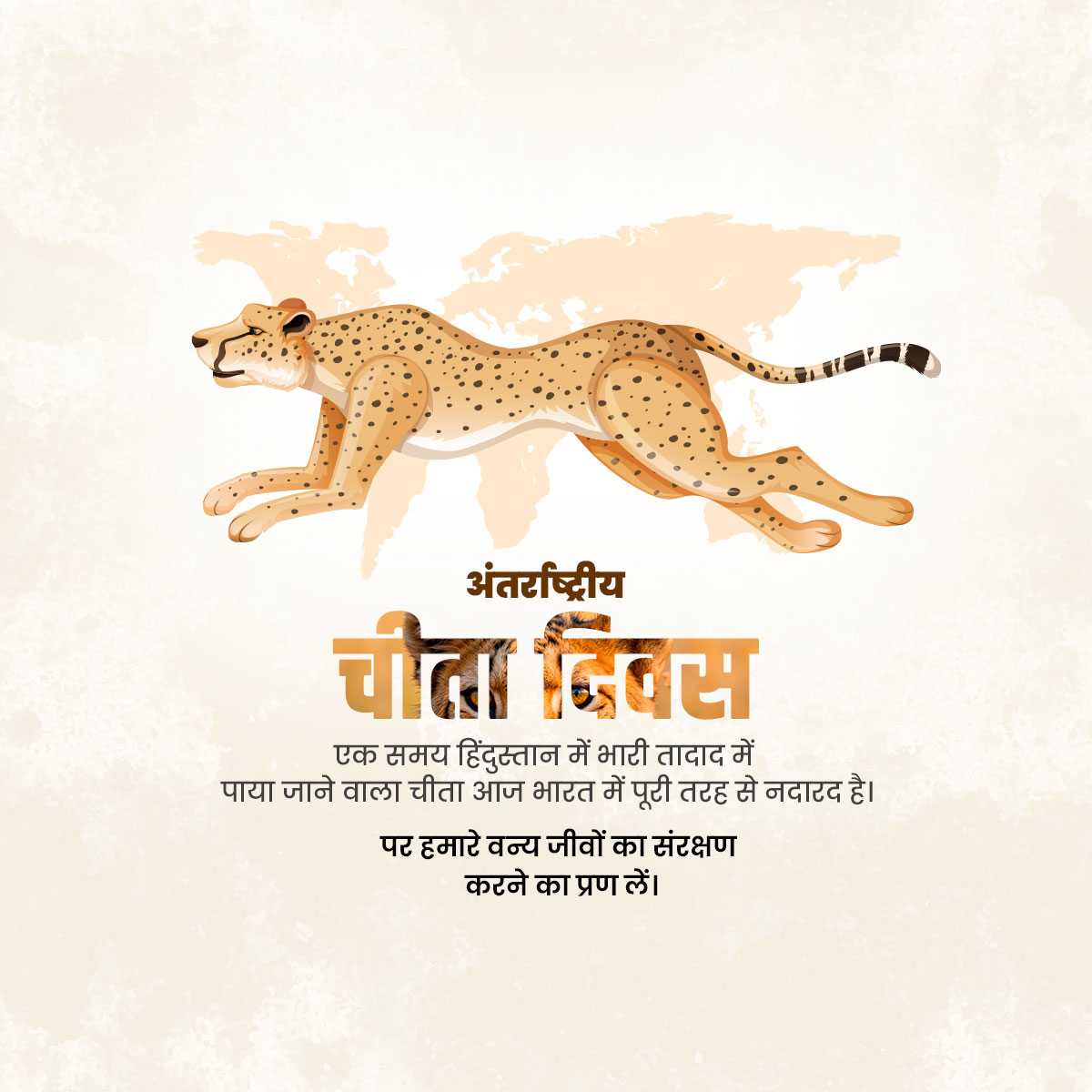 international_cheetah_day